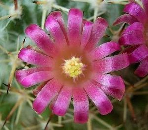 Mammillaria wiesingeri ssp apamensis5 ies.jpg