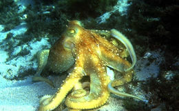 Octopus salutii.jpg