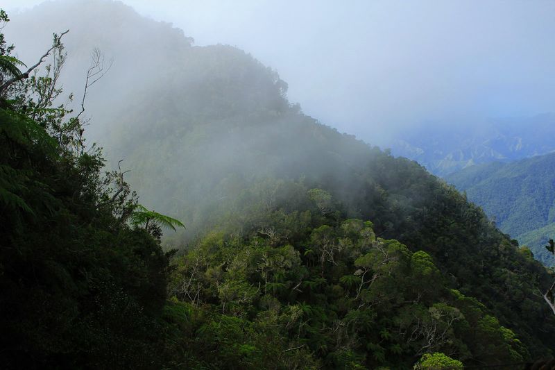 Archivo:Pico Turquino Bosque nublado.jpg