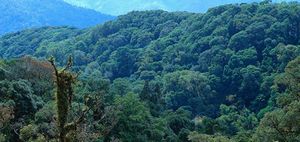 Santuario de fauna de Thung Yai-Huai Kha Khaeng.jpg