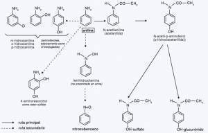 Transformación metabólica de la anilina..jpg