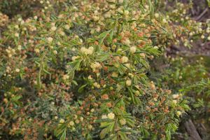 Acacia aspera.jpg