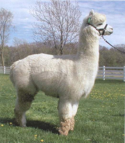 Archivo:Alpaca.jpg