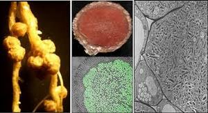 Bradyrhizobium japonicum 4.jpg