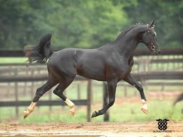 Caballo Oldenburgo.jpg