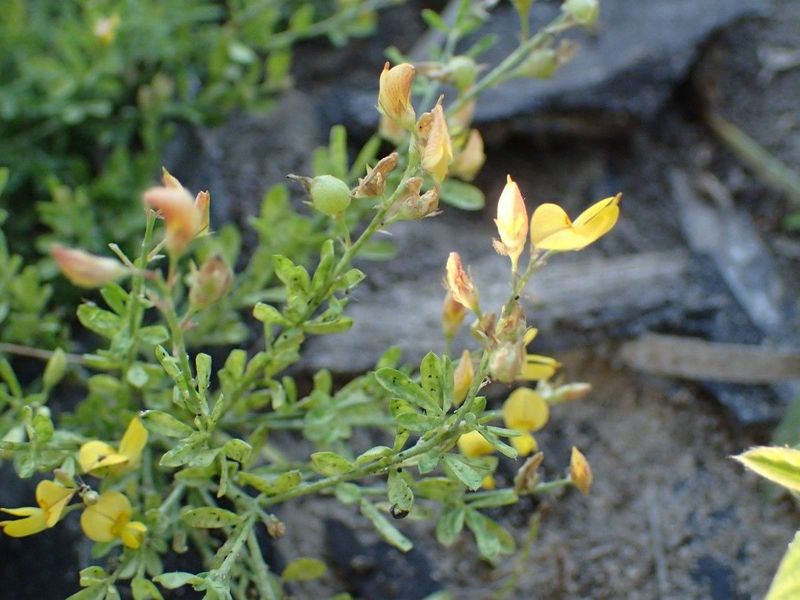 Archivo:Crotalaria hyssopifolia 2.jpg