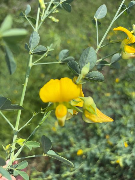 Archivo:Crotalaria longidens 3.jpg