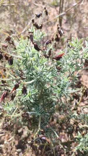 Crotalaria ramosissima.jpg