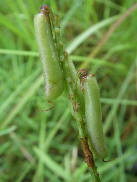 Archivo:Crotalaria subcapitata 4.jpg