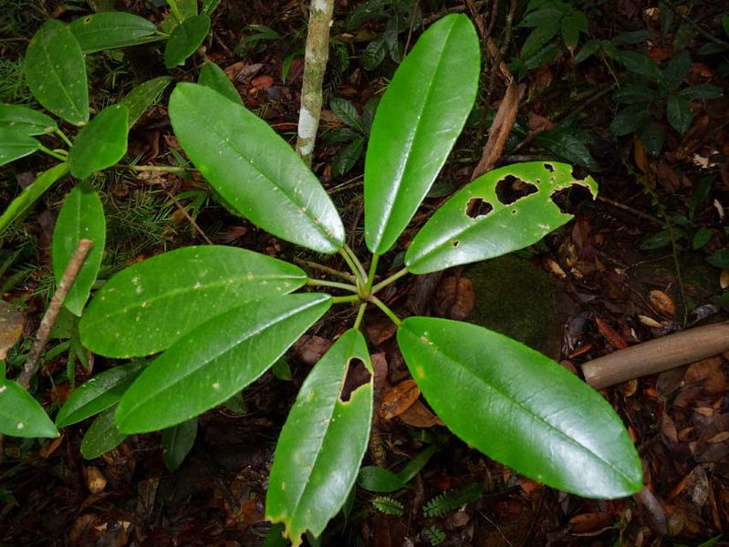Archivo:Croton poecilanthus 1.jpg
