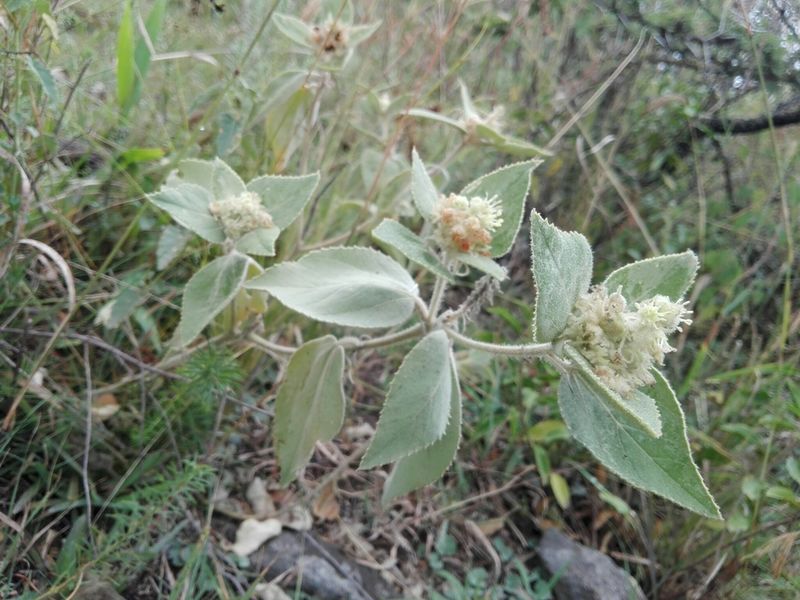 Archivo:Croton subpannosus.jpeg