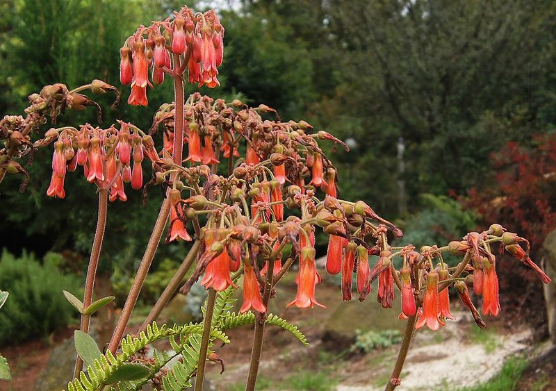 Archivo:Kalanchoe-crenato-daigremontiana.jpg