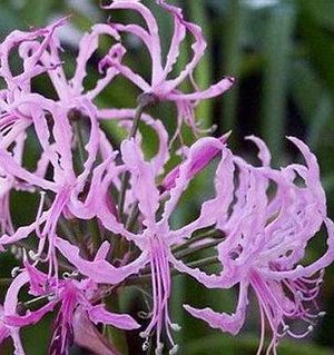Nerine undulata P.jpg