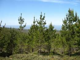Pinus radiata.jpg