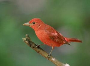 Piranga rubra.jpg