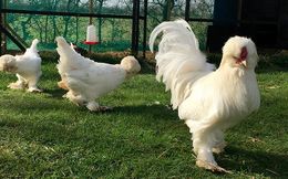 Pollo Sultán.jpg
