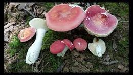 Russula aurora.jpg