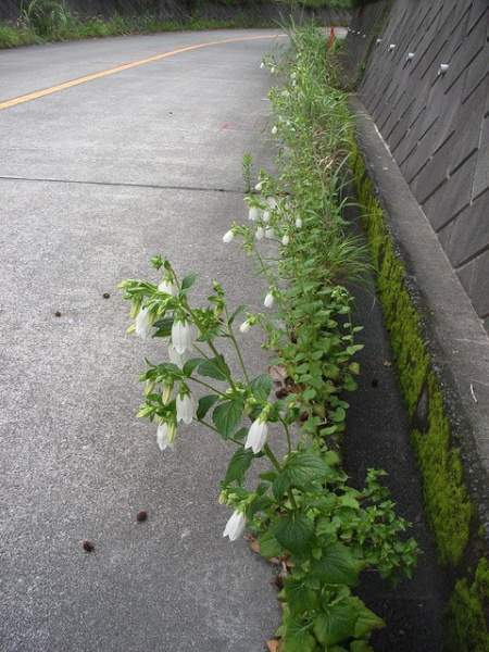 Archivo:Campanula microdonta 1.jpg