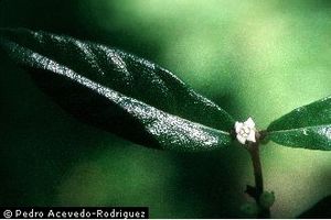 Cordia Bellonis.jpeg