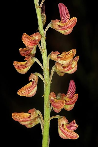 Archivo:Crotalaria lanceolata 3.jpg