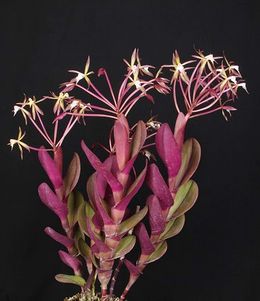 Epidendrum-lacustre-foto-5058.jpg