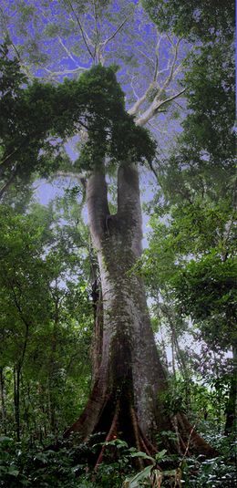 Ficus boliviana.jpg
