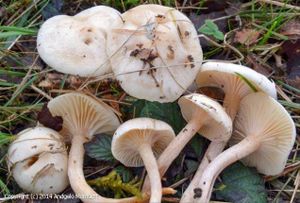 Hygrophorus hedrychii.jpg