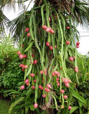 Hylocereus undatus - Cactus de Pitahaya.jpg