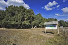 Sabinar de calatanazor01.jpg