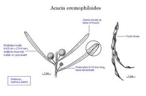 Acacia eremophiloides.jpg
