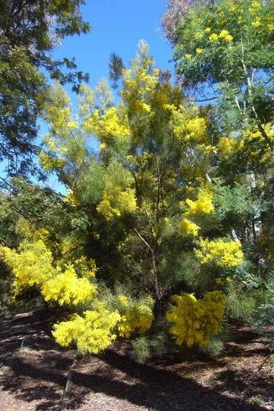Archivo:Acacia ingramii 2.jpg