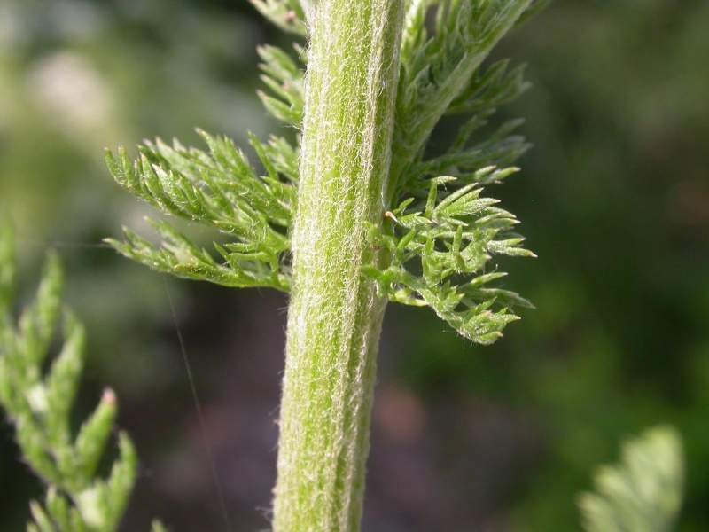 Archivo:Achillea millefolium tallo.jpg