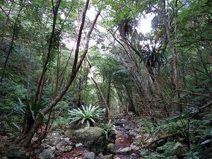 Amami-gunto-national.jpg