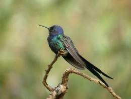 Colibi golondrina.jpg