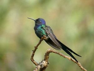 Colibi golondrina.jpg