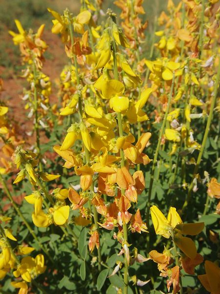 Archivo:Crotalaria dissitiflora 1.jpg