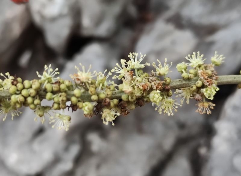 Archivo:Croton pagiveteris 1.jpeg