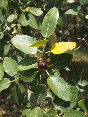 Ficus opposita.jpg