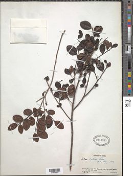 Ilex cubana Loes.jpg