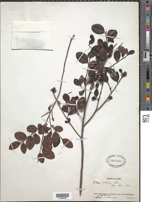 Ilex cubana Loes.jpg