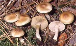 Inocybe pposterula.jpg