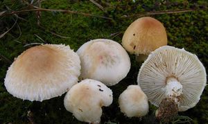 Lepiota ochraceodisca.jpg