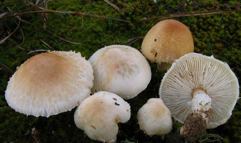 Archivo:Lepiota ochraceodisca.jpg