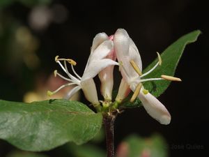 Lonicera arborea.jpg
