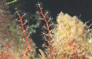 Stereotelesto corallina.jpg