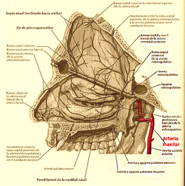 Arteria maxilar izquierda.png