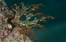 Chrysymenia ventricosa.jpg