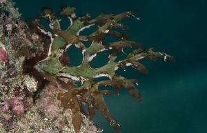 Chrysymenia ventricosa.jpg