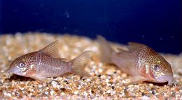 Corydoras polystictus.jpg