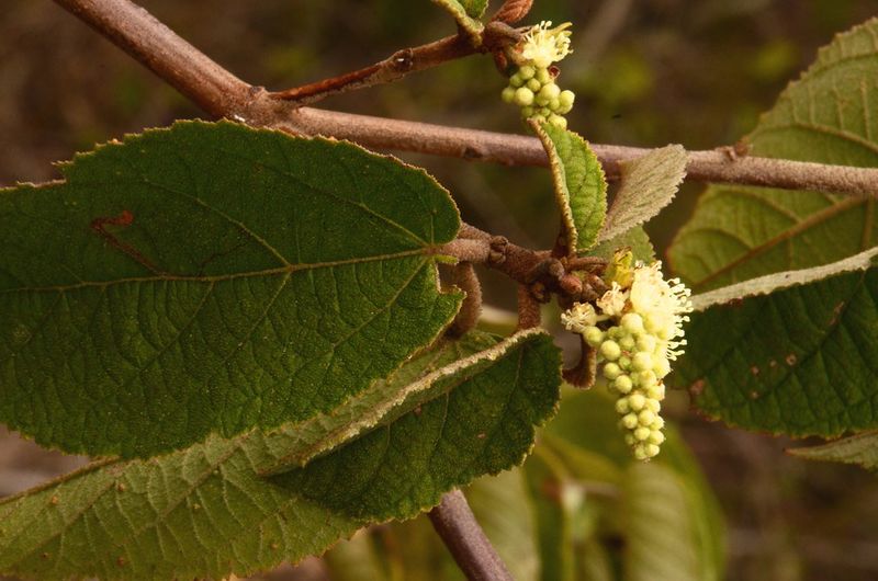 Archivo:Croton campestris 1.jpg